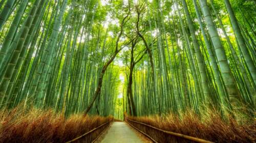 Arashiyama Bamboo Forest