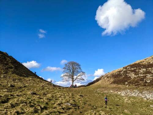 Sycamore Gap