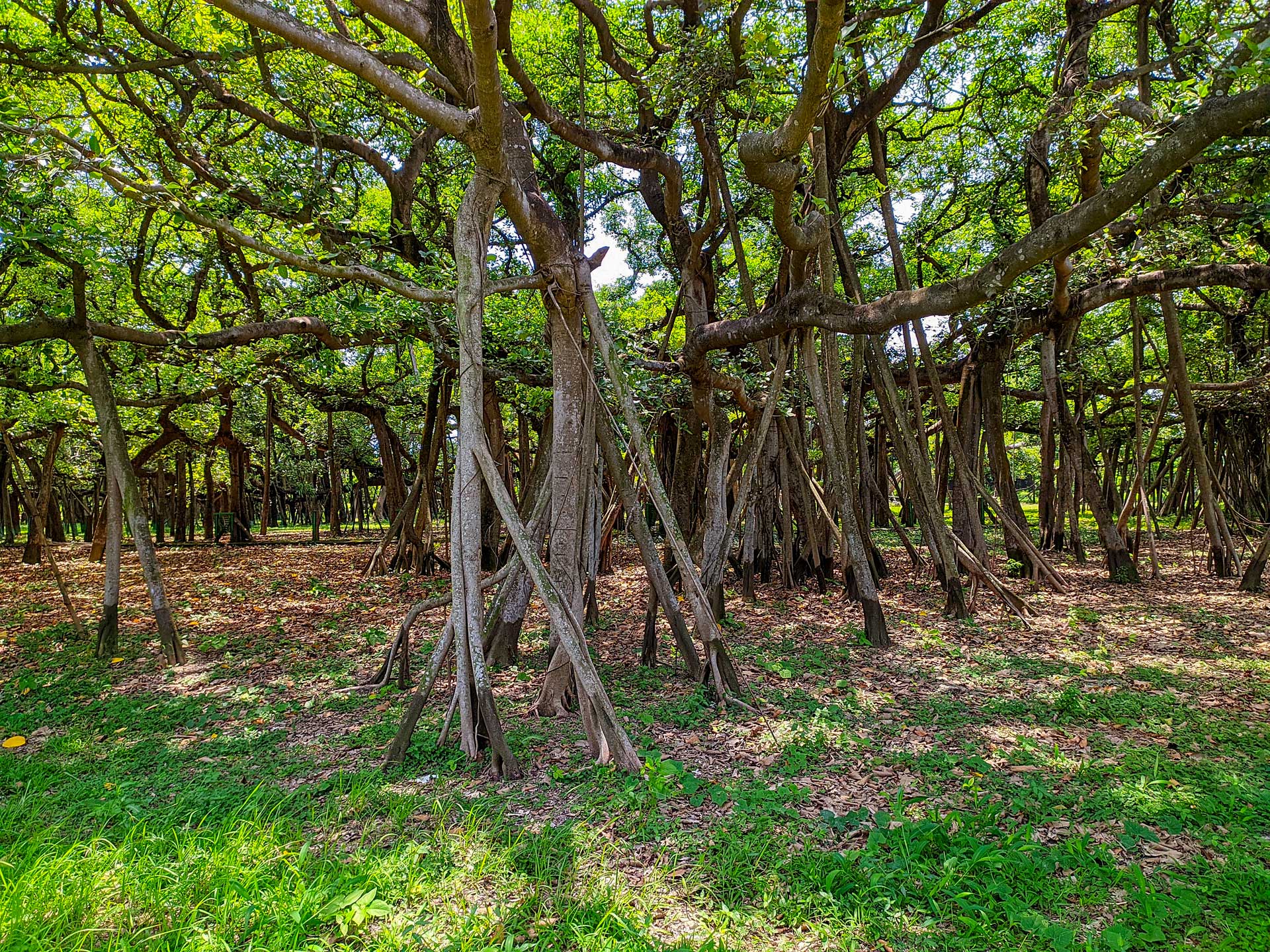 https://www.placemania.sk/wp-content/uploads/2022/05/banyan_tree.jpg
