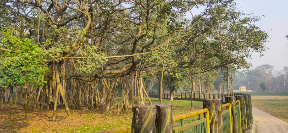 Obrovský strom, India