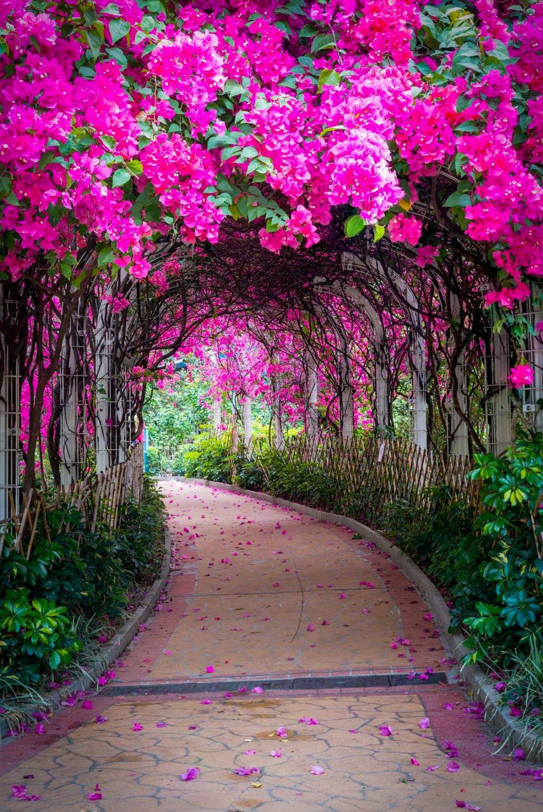 Kvetinový tunel