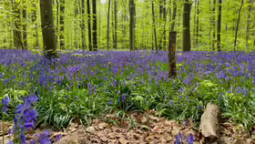 Modrý les