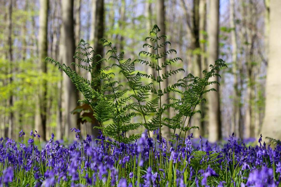 Hallerbos