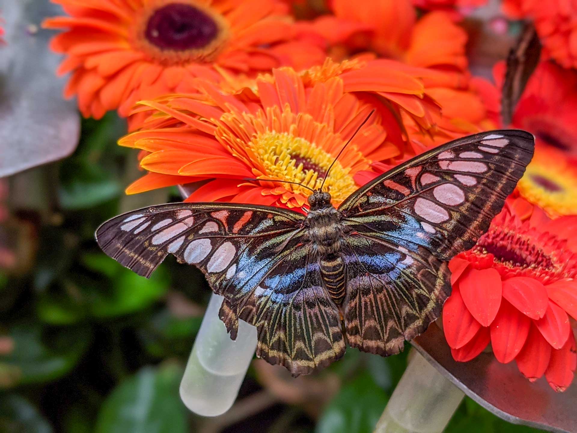 Záhrada motýľov
