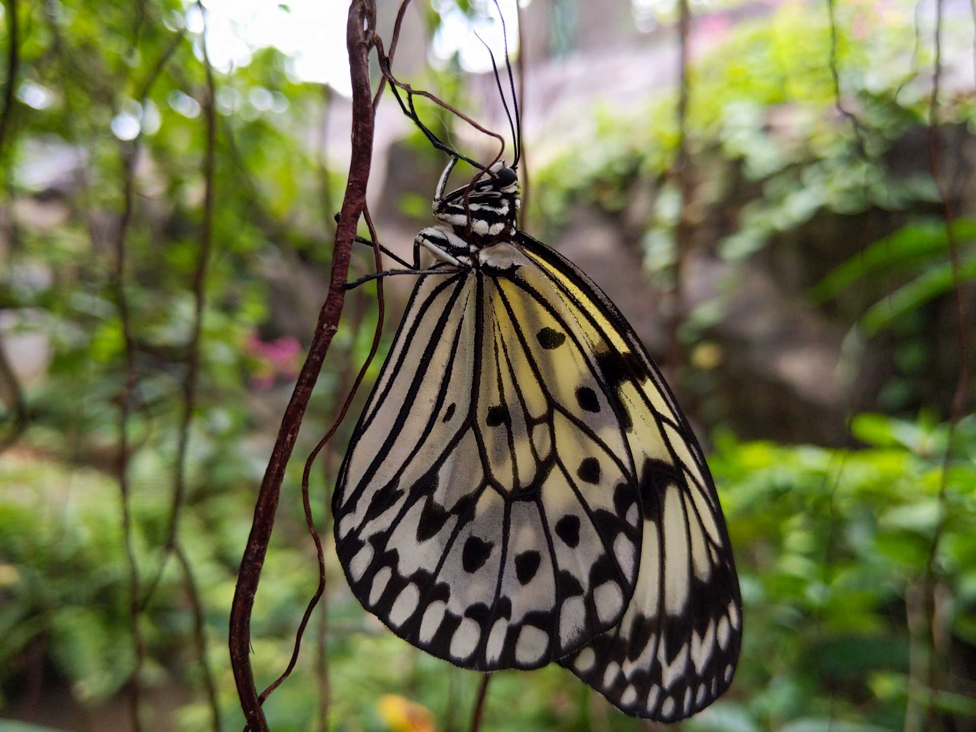Záhrada motýľov