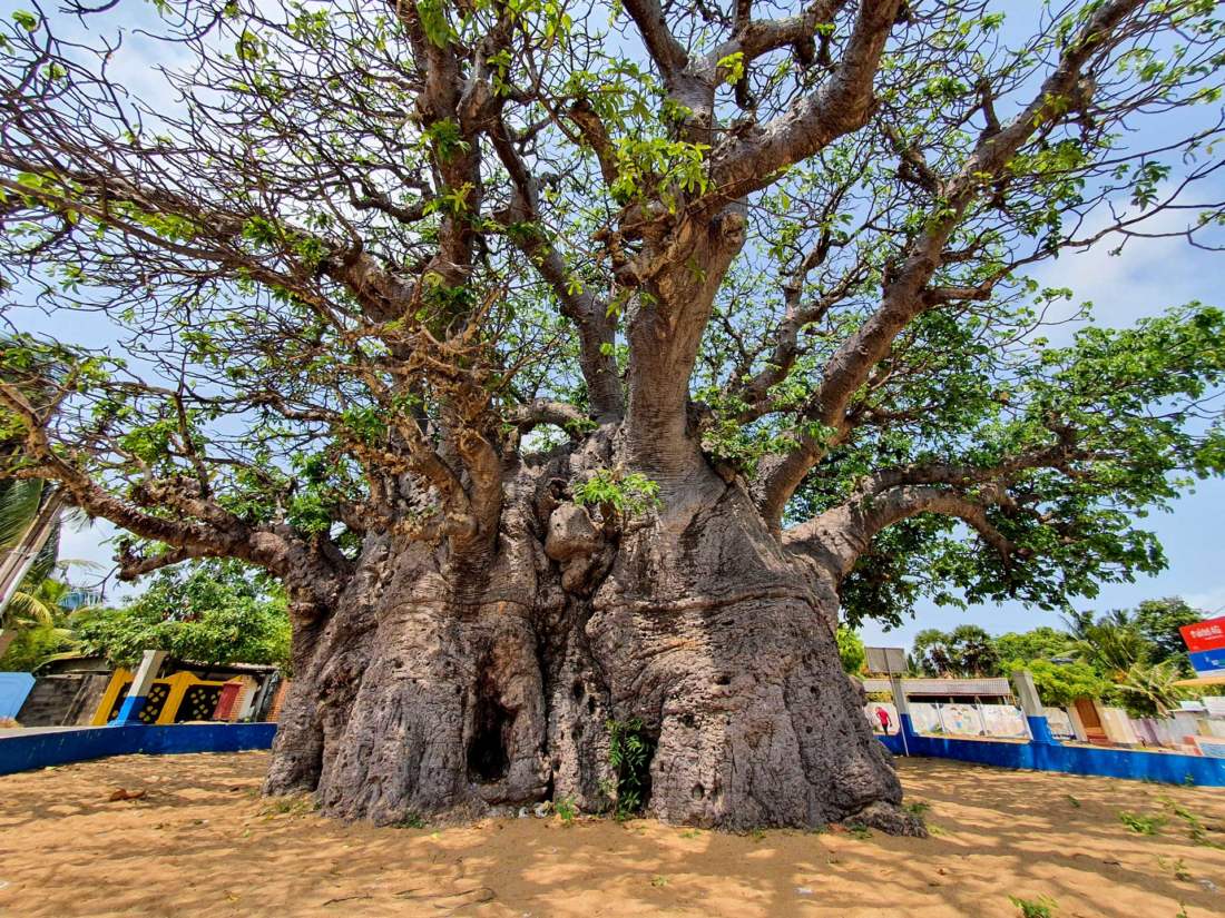 Najväčší baobab, Srí Lanka