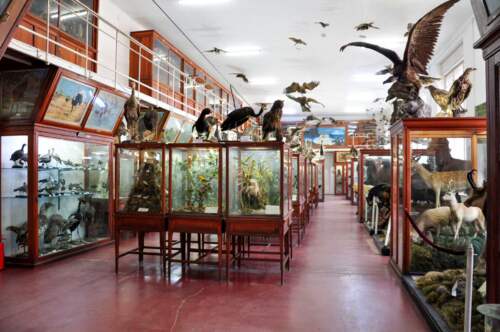 Muzeul Zoologic, Cluj, Romania