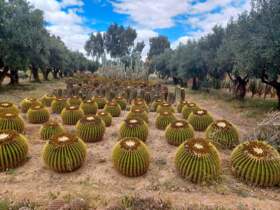 Kaktusová farma, Maroko