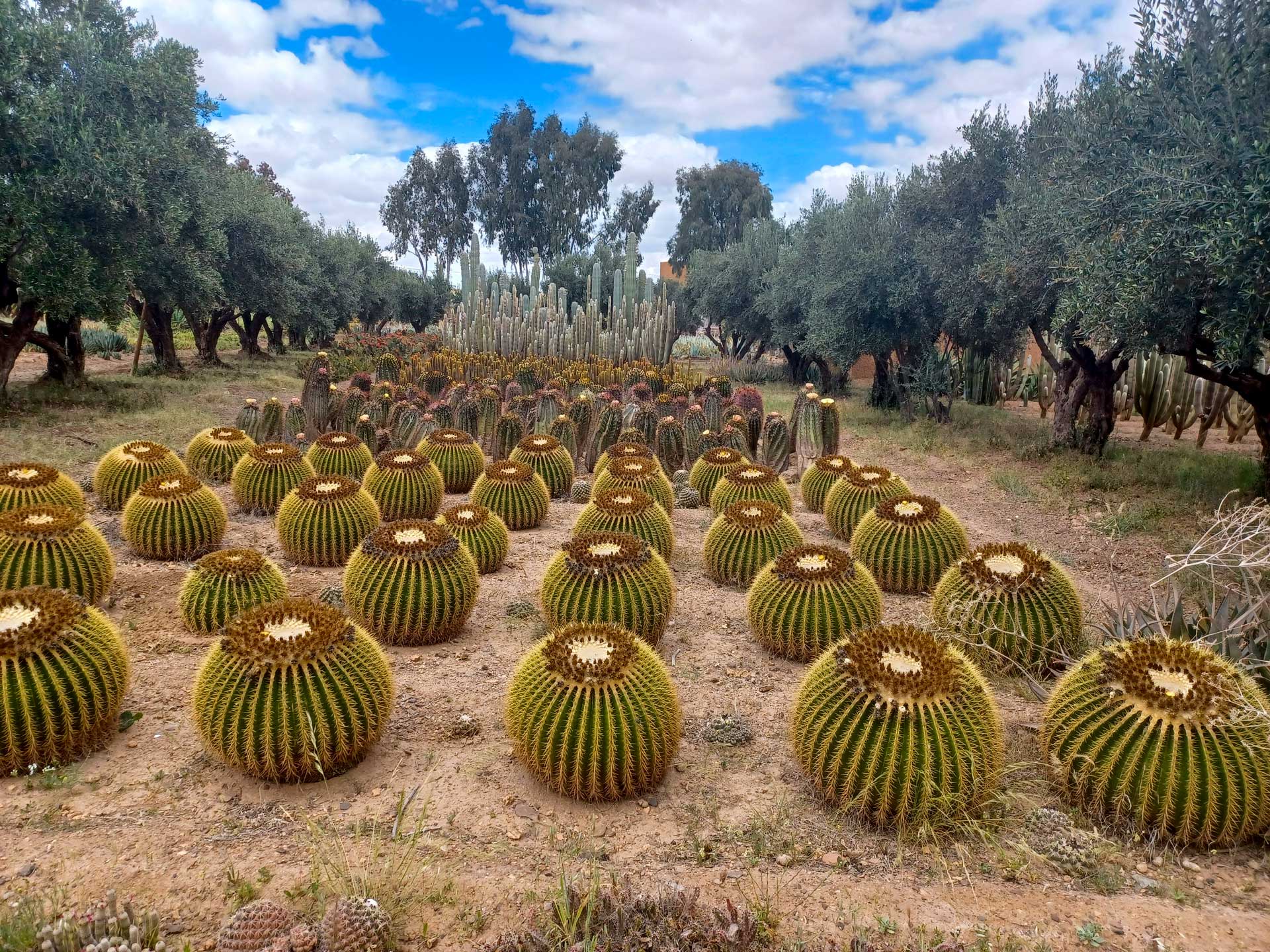 https://www.placemania.sk/wp-content/uploads/2022/09/cactus_thiemann.jpg