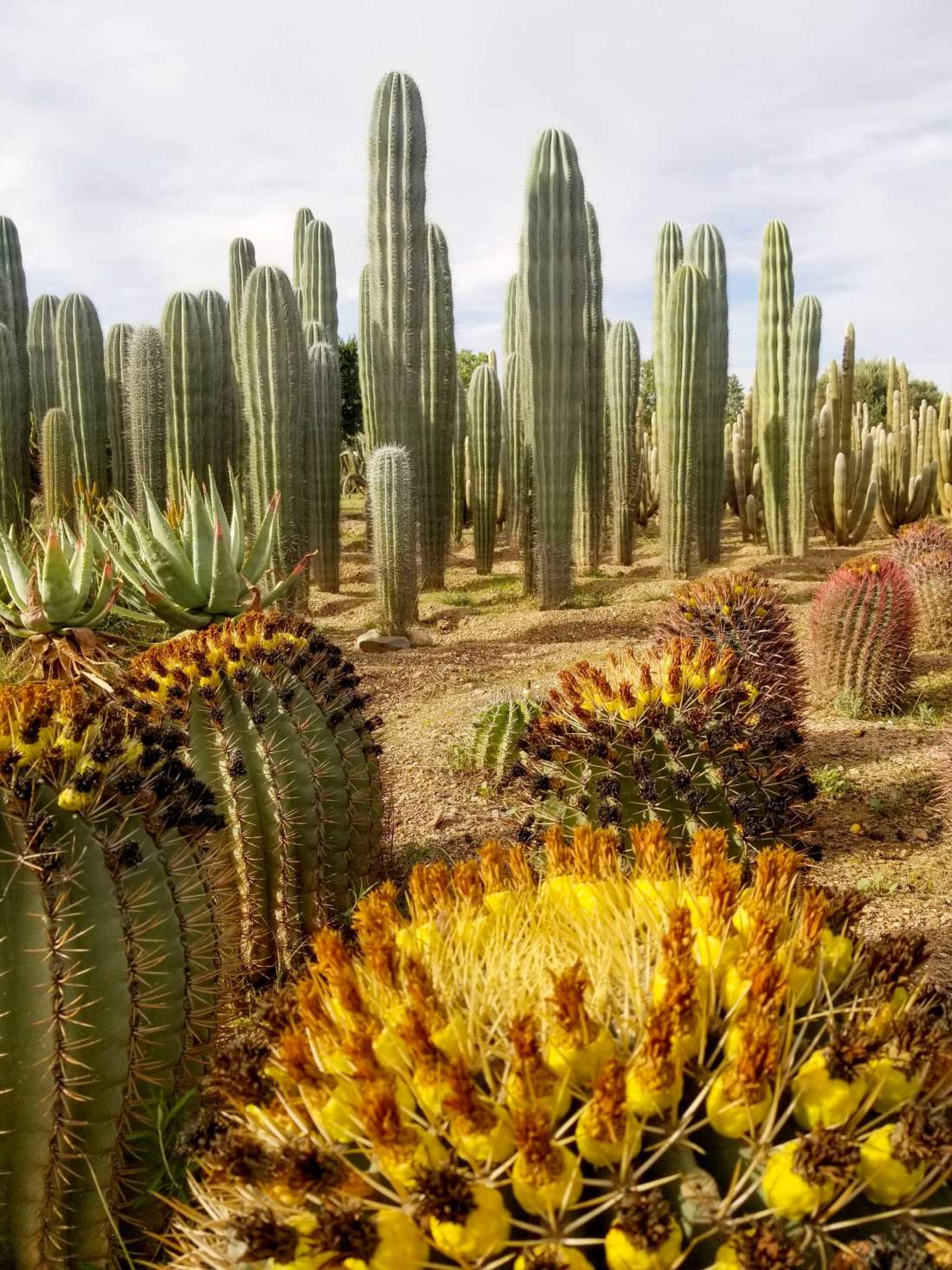 Kaktusová farma, Maroko