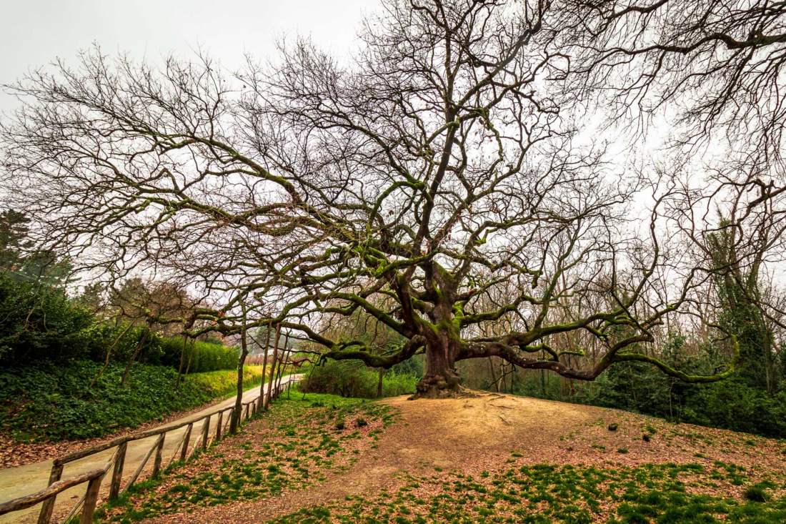 Quercia delle Streghe