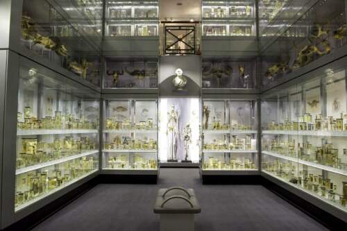 Hunterian Museum, London