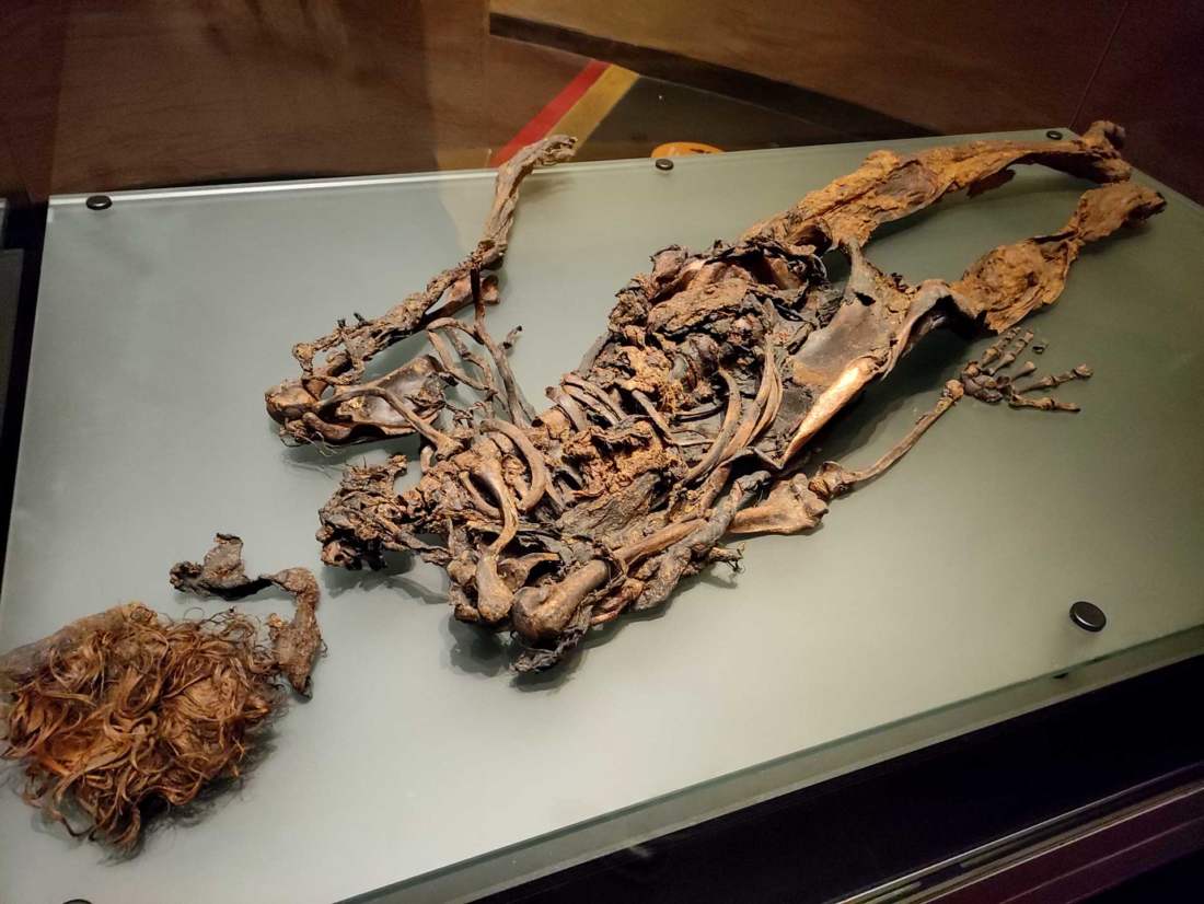 National Museum of Ireland