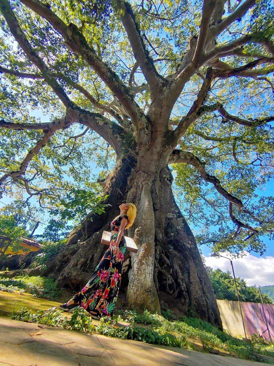 Strom Ceiba