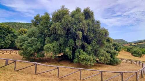 Miléniové olivy