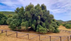 Miléniové olivy