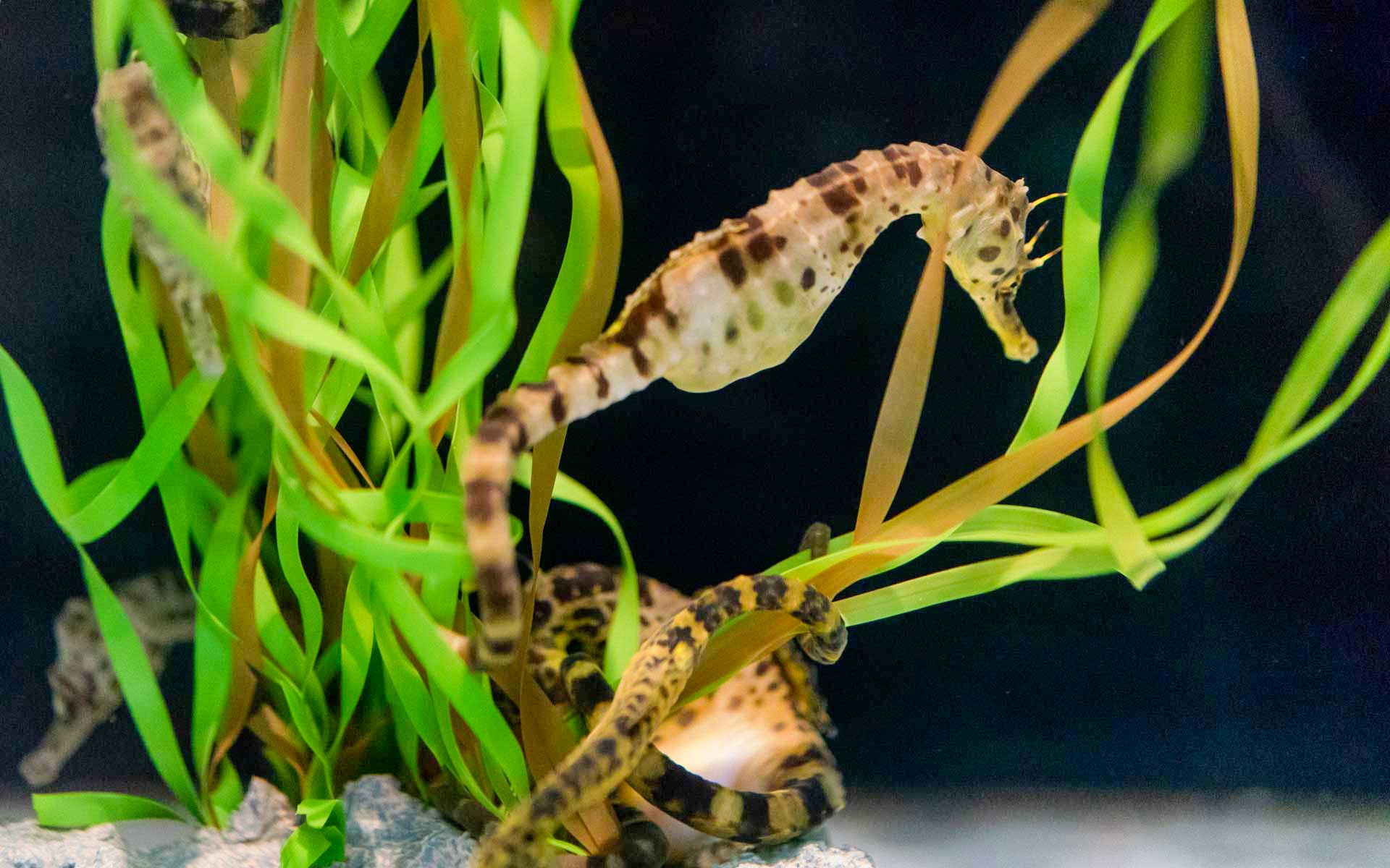 https://www.placemania.sk/wp-content/uploads/2022/10/sea_horse.jpg