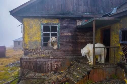 Ľadové medvede, Rusko