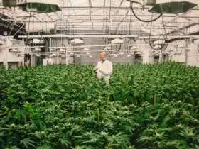 Hašiš, marihuana, konope - múzeum