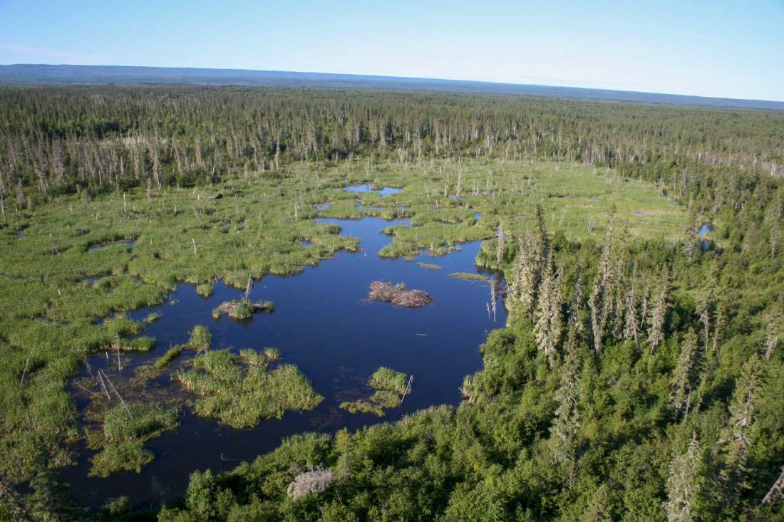 World's Largest Beaver Dam