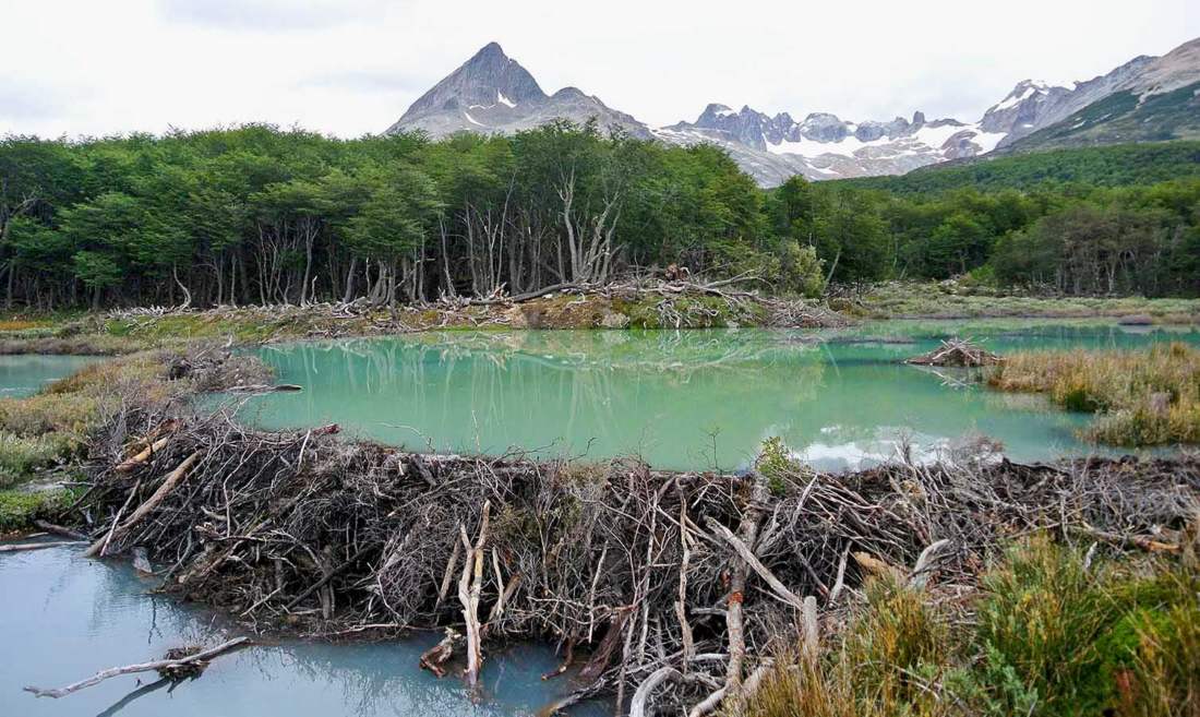 World's Largest Beaver Dam