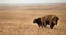 Prérie Tallgrass Bison