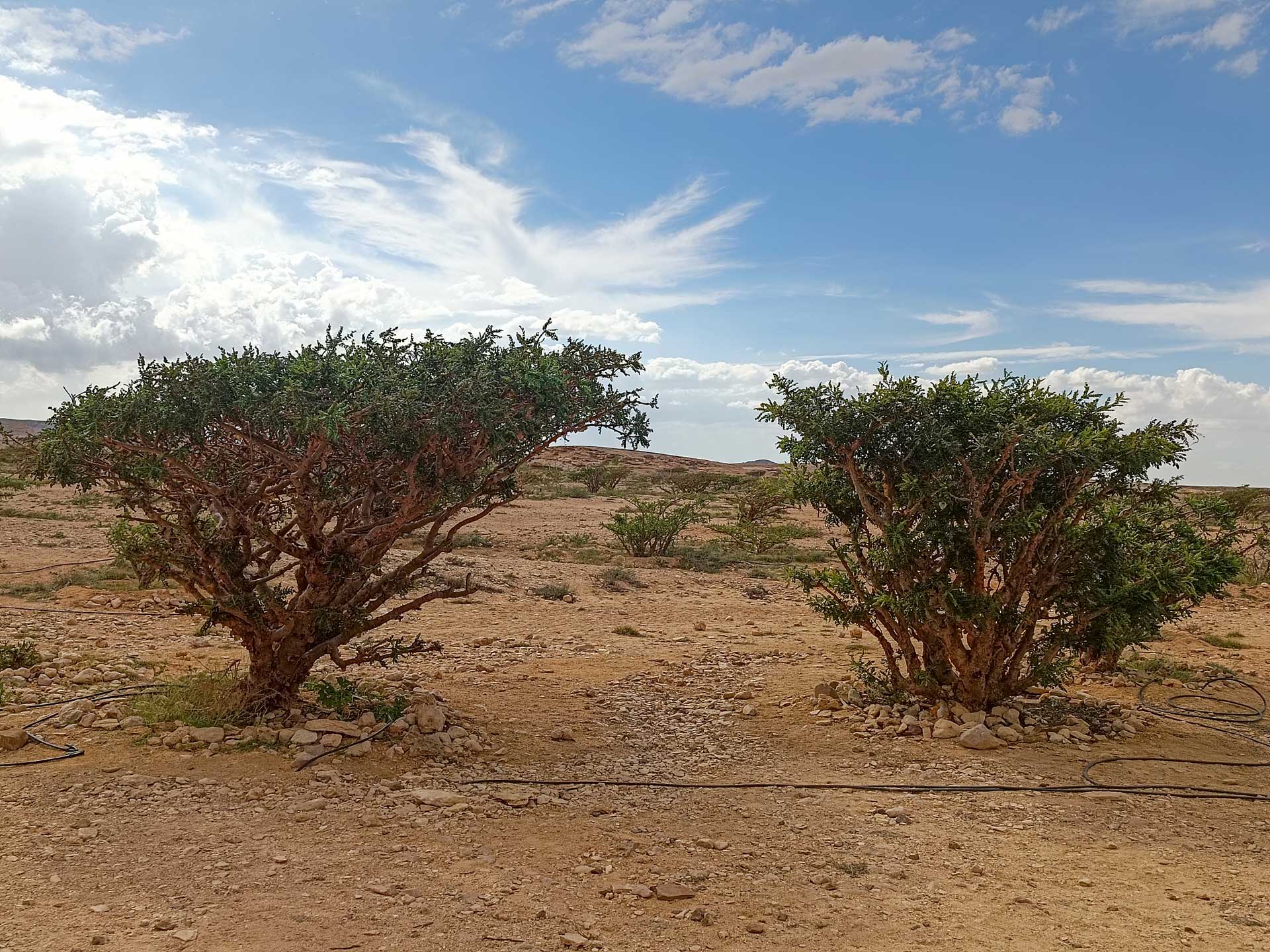 https://www.placemania.sk/wp-content/uploads/2023/03/wadi_dawkah.jpg