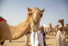 Al Dhafra Festival