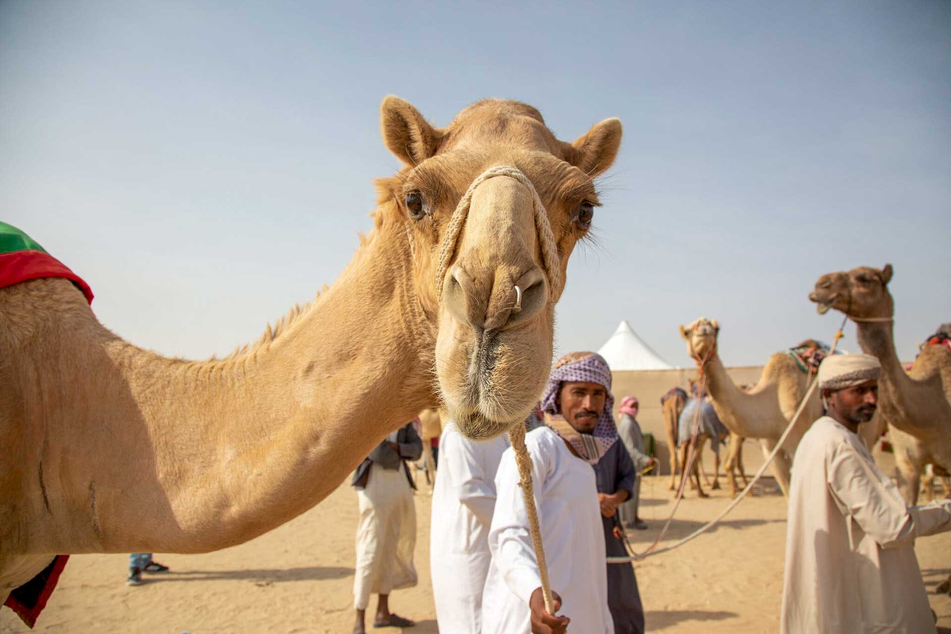 https://www.placemania.sk/wp-content/uploads/2023/04/al_dhafra_festival.jpg