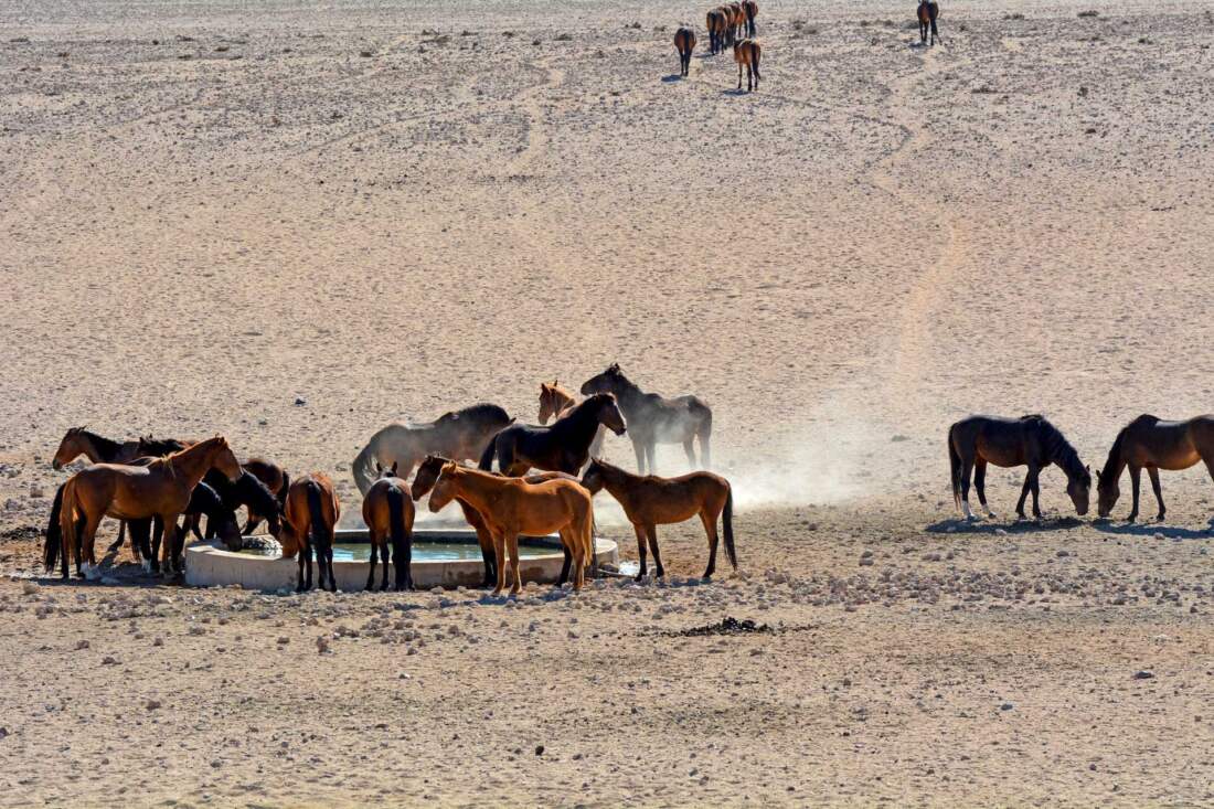 Divoké kone z púšte
