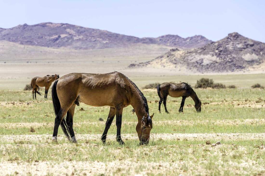 Divoké kone z púšte