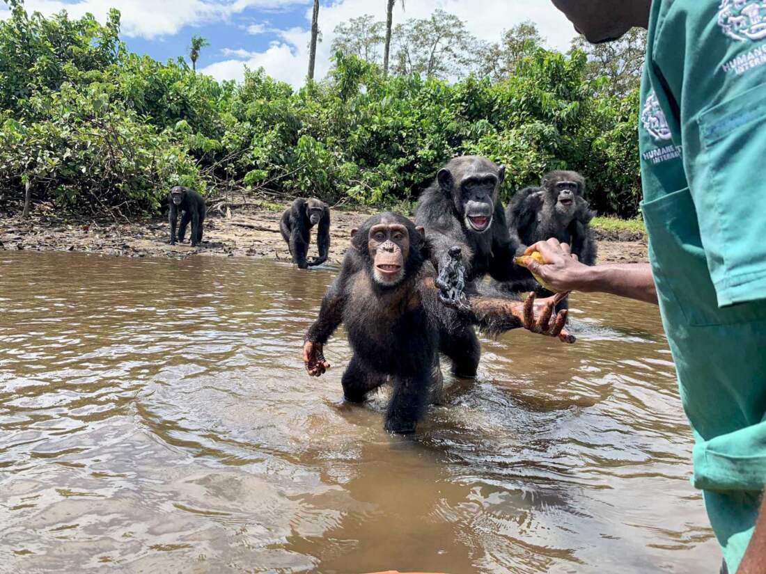 Monkey Island, Liberia