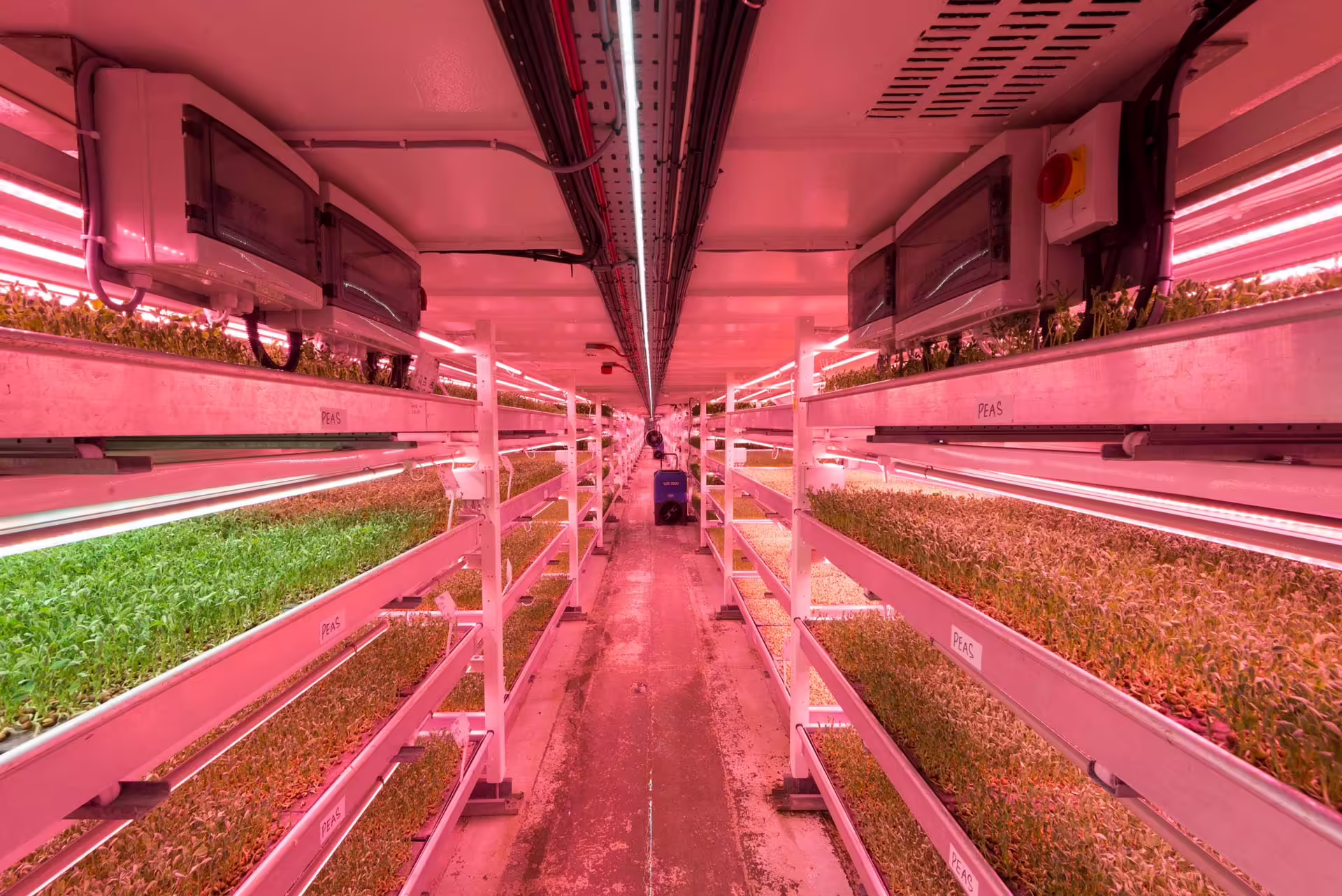 Growing Underground