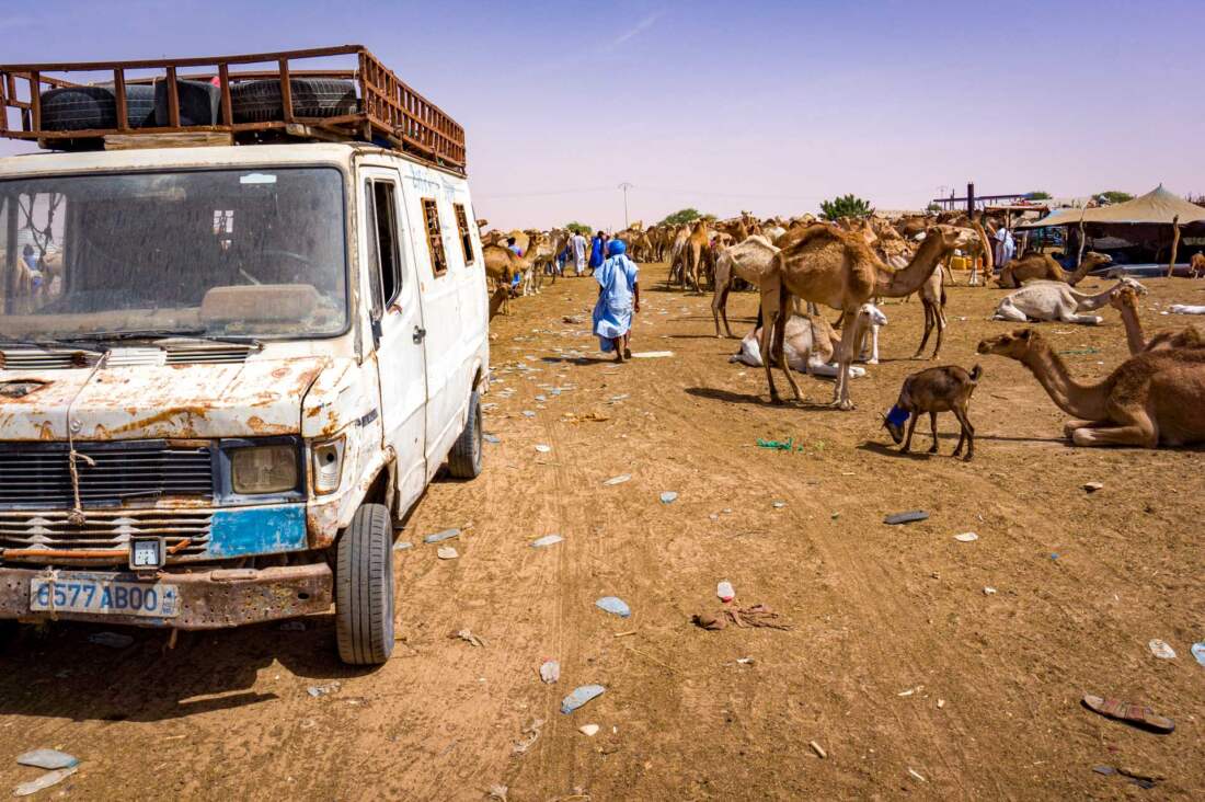 Camel market