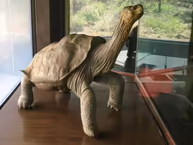 Osamelý George