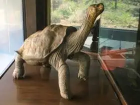 Osamelý George
