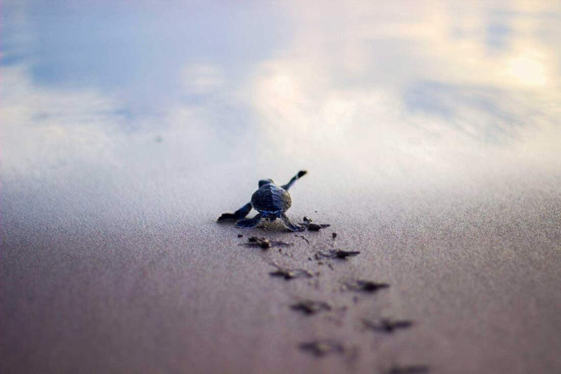 Shell beach