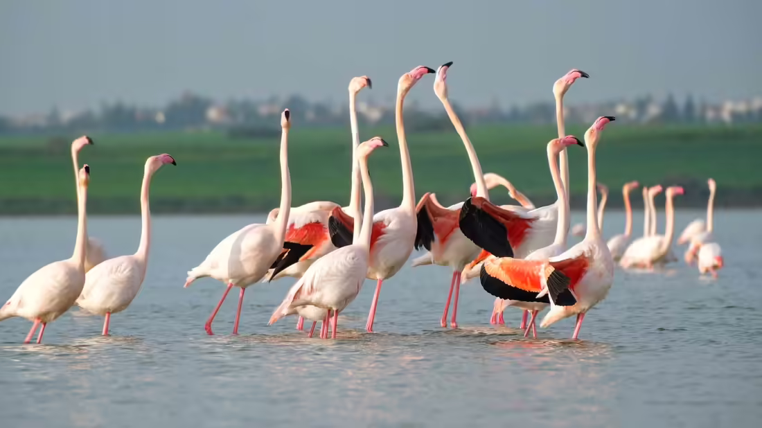 Larnaca Salt Lake