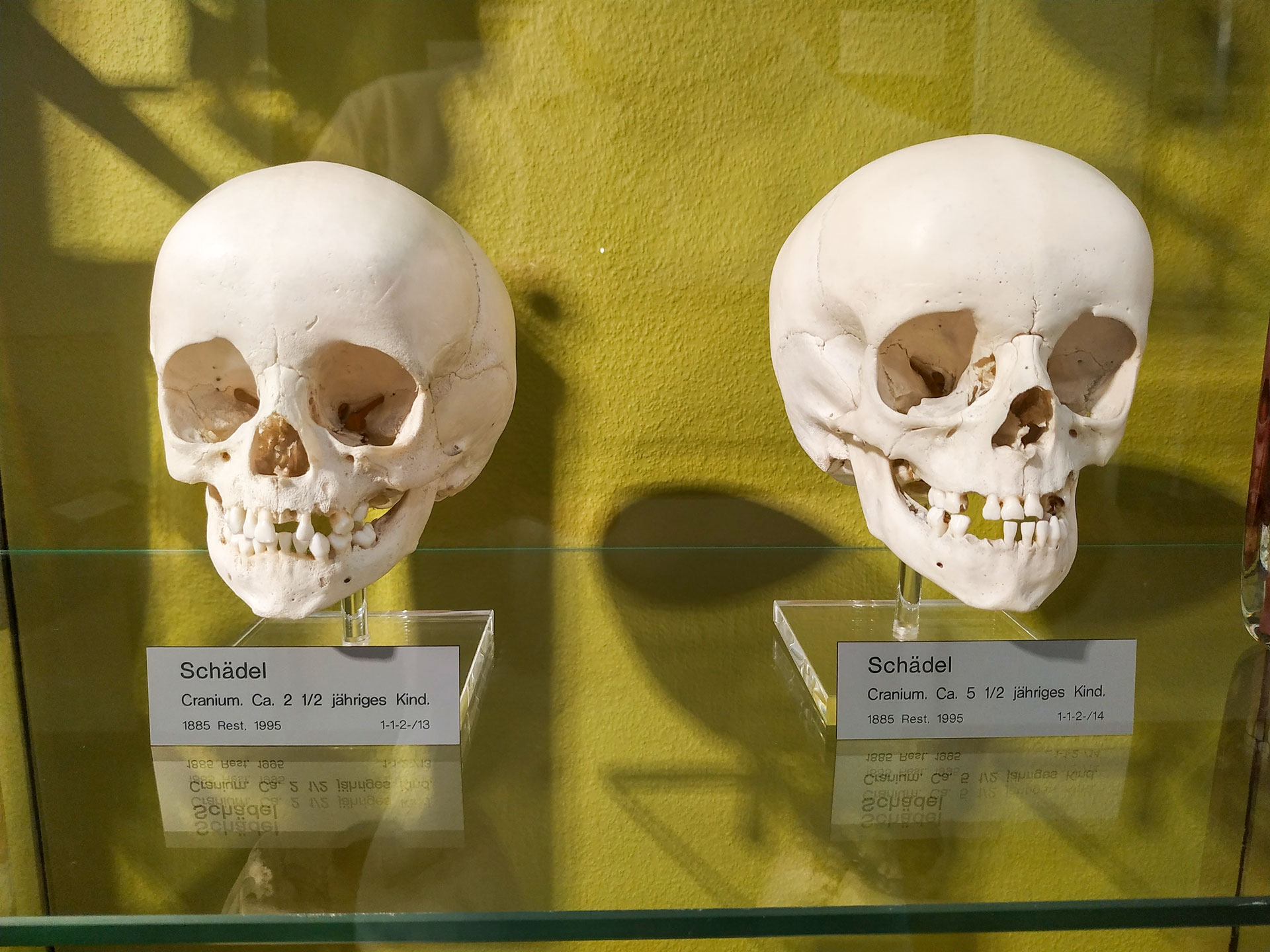 Anatomical Museum of the University of Basel