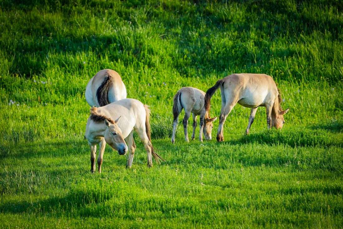 Hustai National Park