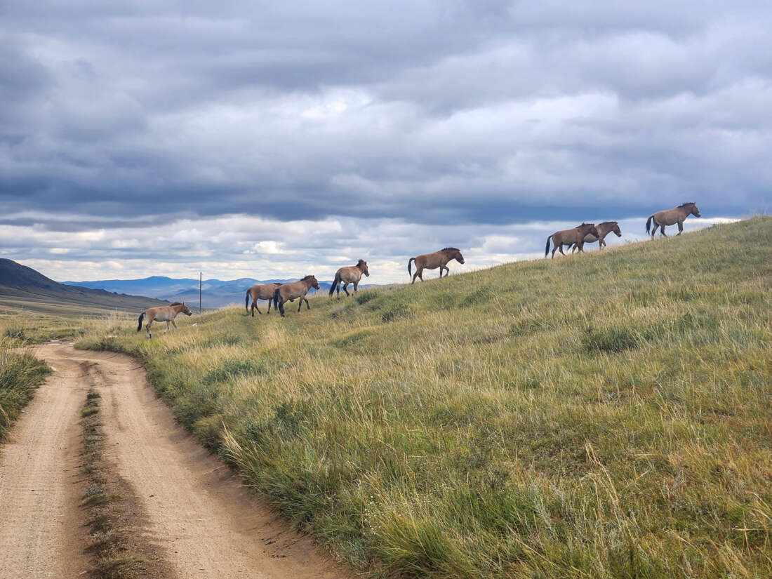 Hustai National Park