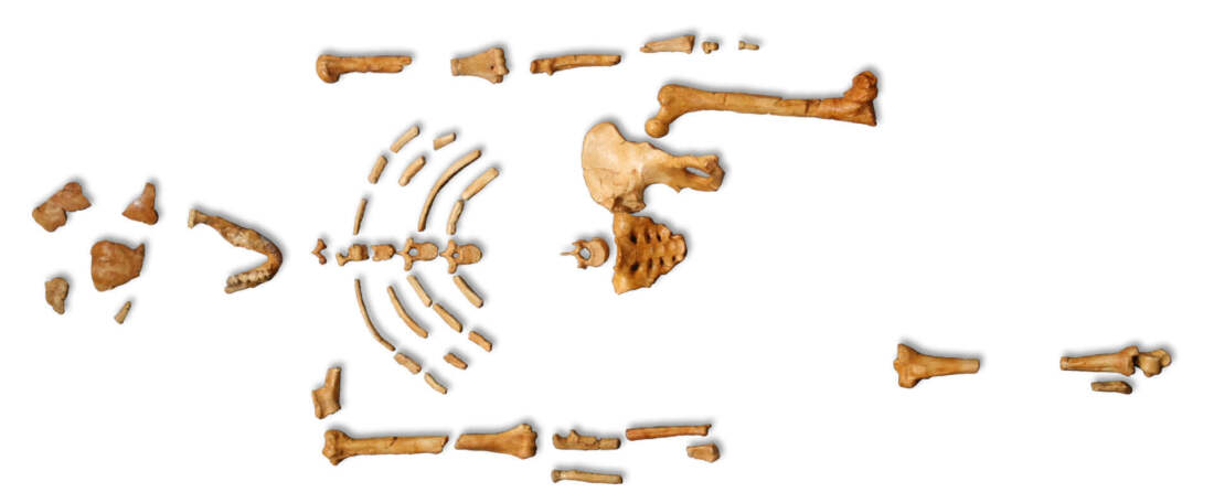 Australopithecus afarensis