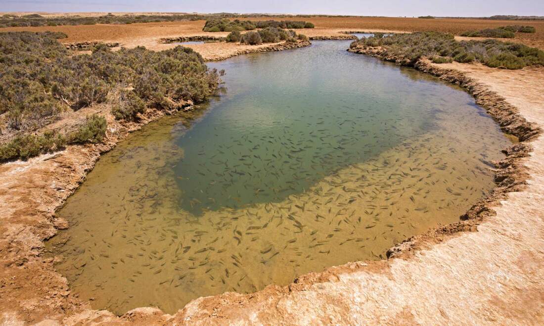 Oáza v púšti, Západná Sahara