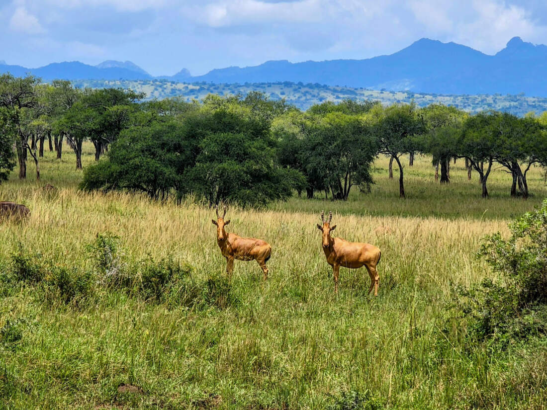 Národný park, Uganda