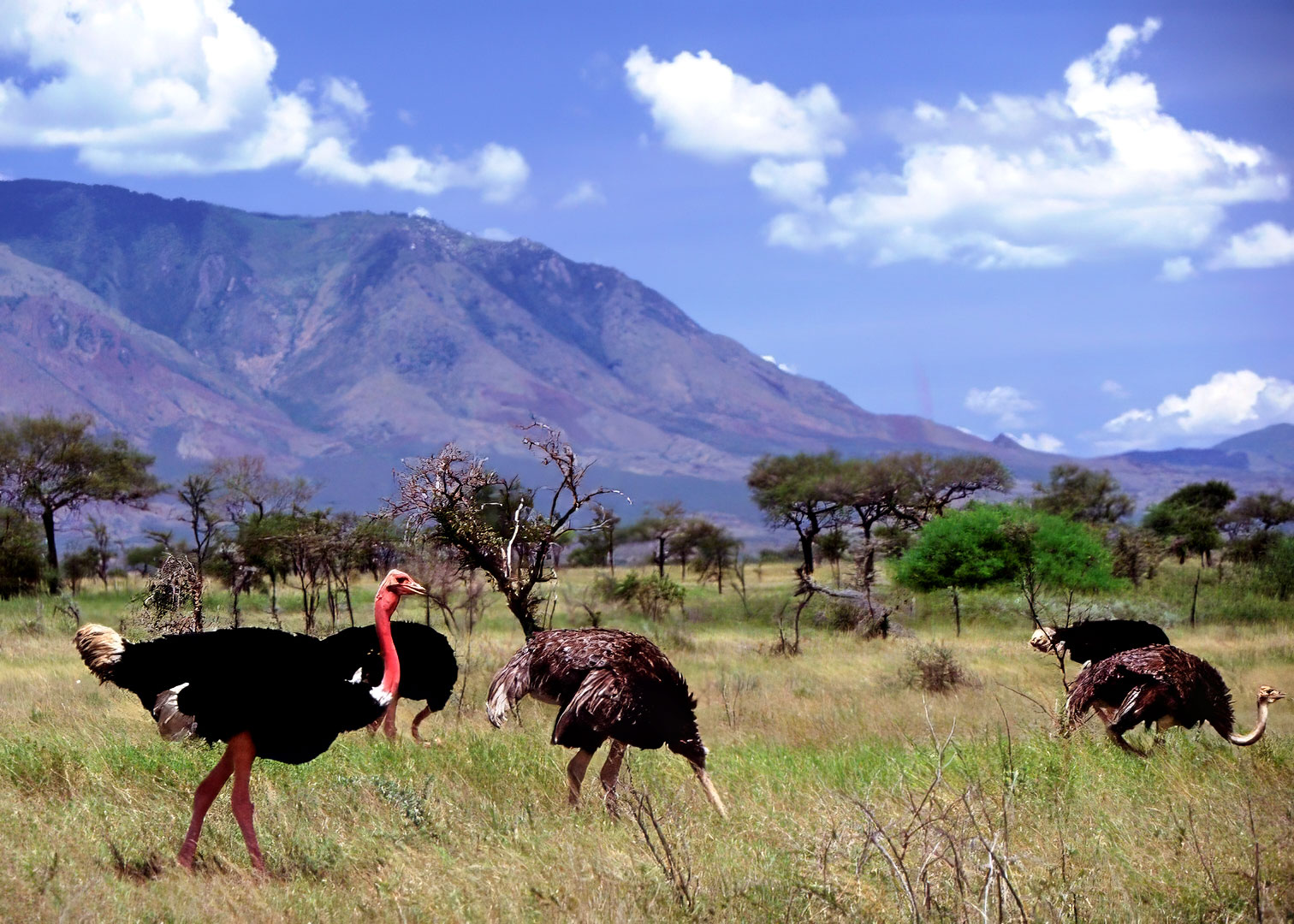 Národný park, Uganda