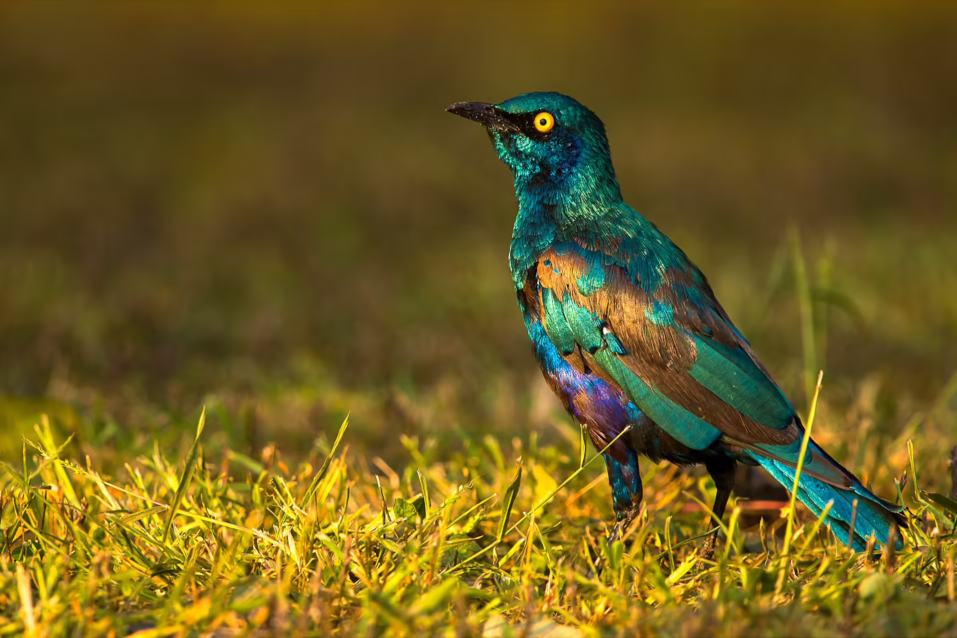 Národný park, Uganda