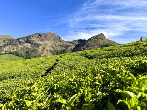 Kolukkumalai