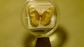 Museu Microgegant