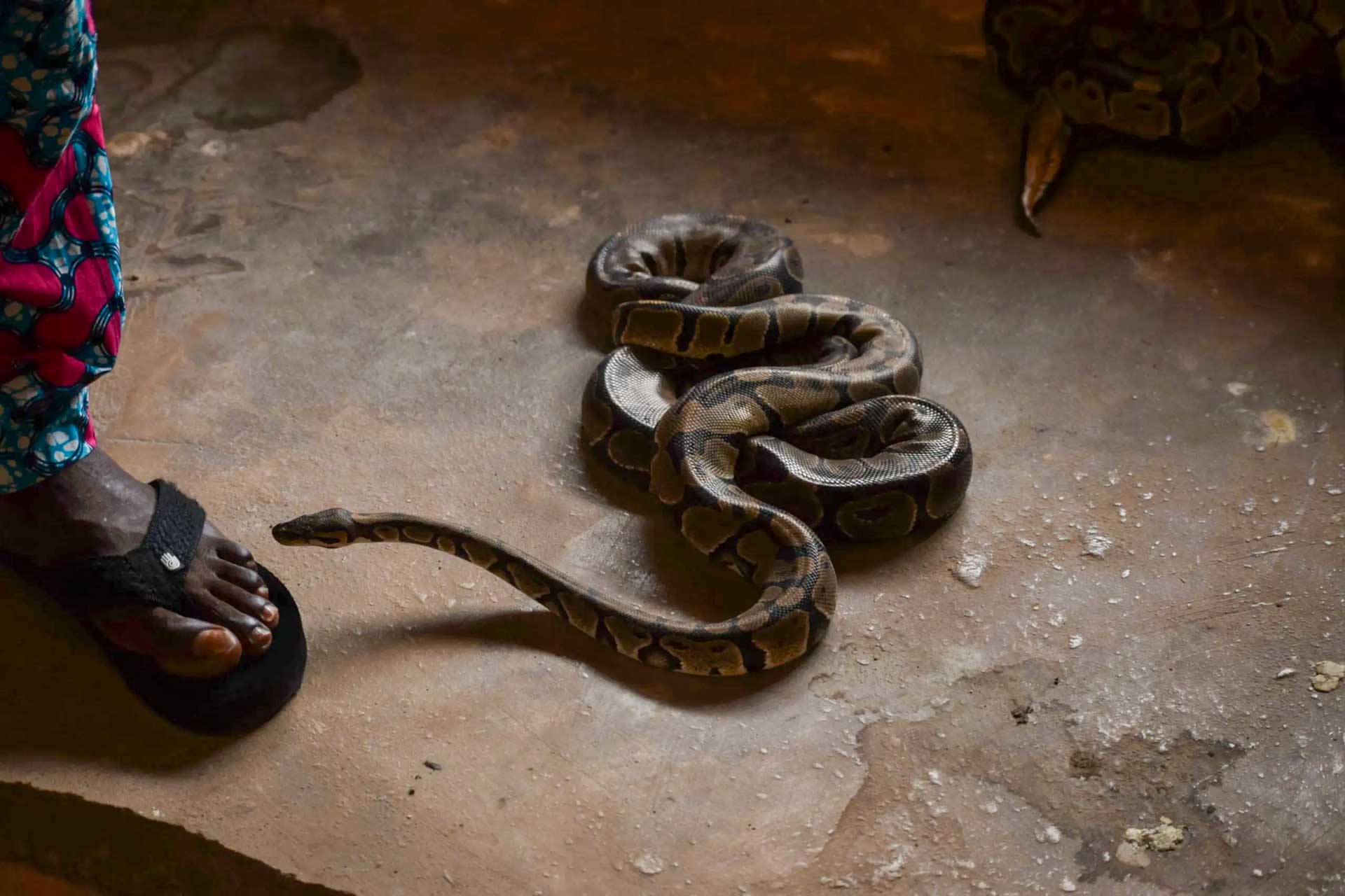 Pythons Temple