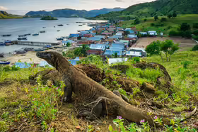 Ostrov Komodo